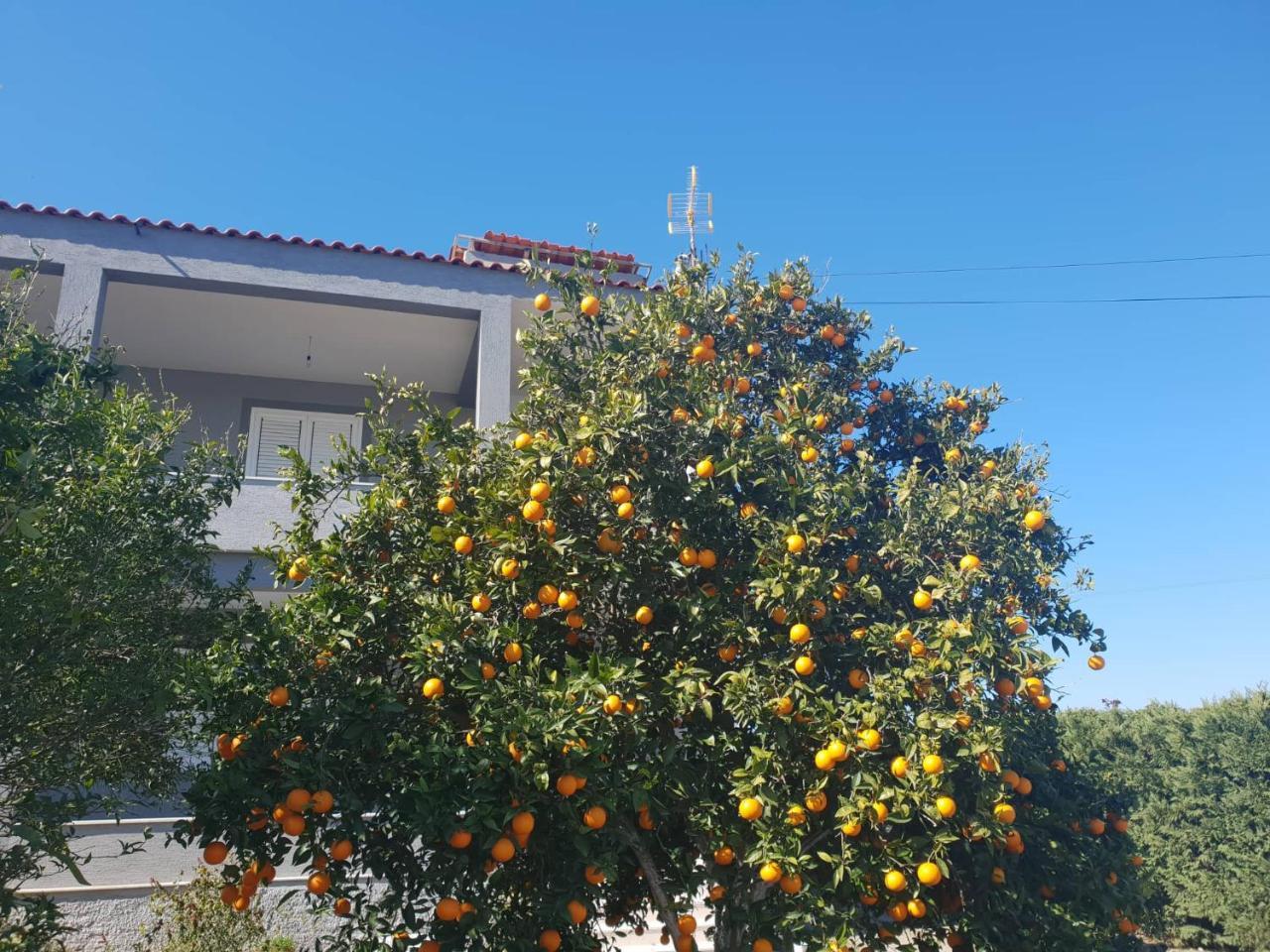 Guesthouse Anila Divjake Esterno foto